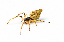 Trashline spider (Cyclosa cornuta) juvenile. Monmouthshire, Wales, UK. March