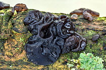 Black jelly fungus (Exidia plana) on dead Oak branch, Monmouthshire, Wales, UK. January.