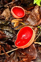 Scarlet elf cup (Sarcoscypha austrica), Tintern, Wye Valley, Monmouthshire, Wales, UK, February.
