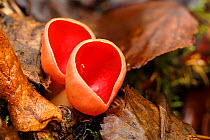 Scarlet elf cup (Sarcoscypha austrica) Tintern, Wye Valley, Monmouthshire, Wales, UK. February.