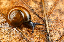 Cellar snail (Oxychilus cellarius) Monmouthshire, Wales, UK. February