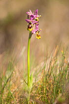 Sawfly orchid (Ophrys tenthredinifera) Vila do Bispo, Algarve, Portugal