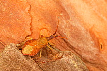 Shieldbug (Coreus marginatus), Algarve, Portugal.  Family Coreidae