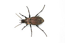Ground beetle (Carabus melancholicus) Rogil, Algarve, Portugal.