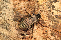Ground beetle (Carabus melancholicus) Rogil, Algarve, Portugal