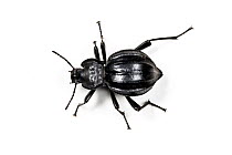 Darkling beetle (Akis ilonka) Algarve, Portugal.