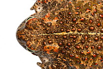 Natterjack toad (Epidalea calamita) close up of skin showing poison glands and vertebral stripe.  Costa Vicentina National Park, Algarve, Portugal