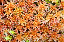Red bog moss (Sphagnum capillifolium ssp rubellum) Isle of Mull, Scotland, UK, June.