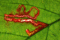 Bramble leaf miner moth (Stigmella aurella) leaf mine, Monmouthshire, Wales, UK. February