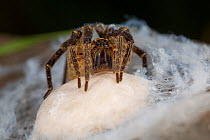 Wolf spider (Lycosidae) female guarding eggs. Algarve, Portugal