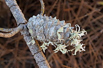 Lichen (Ramalina sp) growing on a pine cone.  Atlantic coast, Algarve, Portugal