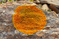 Golden lichen (Caloplaca aurantia) Atlantic coast, Algarve, Portugal