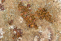 Lichen (Xanthoparmelia conspersa) Algarve, Portugal