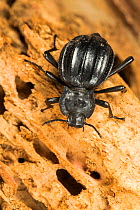 Darkling beetle (Akis ilonka) Algarve, Portugal.