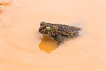 Natterjack toad (Epidalea calamita) in temporary pool, Costa Vicentina National Park, Algarve, Portugal