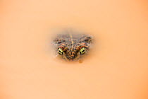 Natterjack toad (Epidalea calamita) in temporary pool, Costa Vicentina National Park, Algarve, Portugal