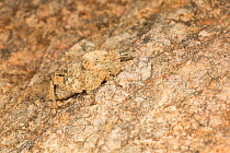 Thick-necked stone grasshopper (Ocnerodes prosternalis) nymph, camouflaged, Algarve, Portugal.