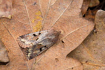 Hebrew Character moth (Orthosia gothica) Catbrook, Monmouthshire, March