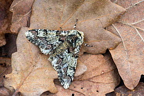 Oak Beauty moth (Biston strataria) Monmouthshire, March.