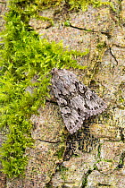 Early Grey moth (Xylocampa areola) Catbrook, Monmouthshire, March. Focus stacked image.