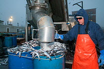 Man salting Herring (Clupea harengus) for  lobster fishing bait, Portland Harbor,  Maine, USA, November 2016. Model released.