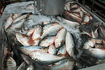 Fishermen hauling in the nets full of fish on a trap boat