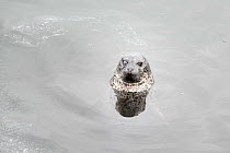 Harbor Seal (Phoca vitulina) head above surface, Portland Harbor, Maine, USA, November 2016.