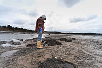 Man digging for clams at low tide in winter. Cutler, Maine, USA, January 2017. Model released.