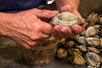 Person shucking clams at Community Shellfish Co, Bremen, Maine, USA, January 2017. Model released.