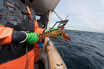 Lobstermen measure lobsters to be certain that  they can legally remove them from the sea, Portland, Maine, USA, December 2016. Model released.