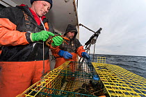 Lobstermen measure lobsters to be certain that  they can legally remove them from the sea, Portland, Maine, USA, December 2016. Model released.