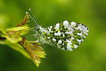 Orange-tip butterfly (Anthocharis cardamines) male resting on a leaf wings closed, Southwest London, England, UK. April.