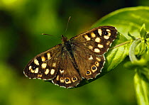 Speckled wood butterfly (Pararge aegeria) Southwest London, England, UK. April.