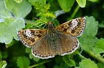 Dingy Skipper butterfly (Erynnis tages)  April  North Downs  Surrey  UK