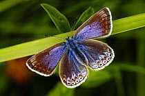 Common blue butterfly (Polyommatus icarus) female,  Southwest London, England, UK. June.