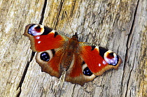 Peacock butterfly (Inachis io) basking on fallen tree, Southwest London, England, UK, April.