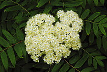 Elder flowers (Sambucus nigra)  Southwest London, England, UK, April