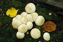 Group of Puffball fungi (Lycoperdon pyriforme)  Banstead Woods  SSSI, North Downs, Surrey, UK, October. North Downs  Surrey  UK