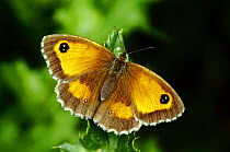 Hedge Brown / Gatekeeper butterfly (Pyronia tithonus) basking wings open, Southwest London, England, UK, July.