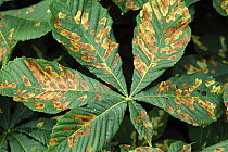 Horse Chestnut leaf (Aesculus hippocastanum) infected by Mining moth caterpillar (Cameraria nemoralis) Southwest London, England, UK, July.