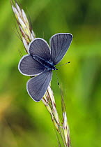 Small blue butterfly (Cupido minimus) resting on a grass stem,  Surrey, England, UK. June.