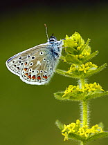 Common blue butterfly (Polyommatus icarus) male resting  on Crosswort flower (Galium cruciata) North Downs, England, UK, May.