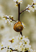 Banded Snail (Cepaea nemoralis) on Blackthorn, Southwest London, England, UK. April.