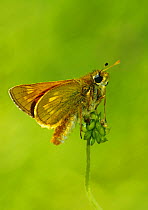 Large skipper butterfly (Ochlodes venata)  Southwest London, England, UK, June.