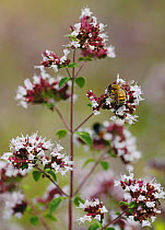 Honeybee (Apis mellifera) feeding from Wild Majoram flowers (Origanum vulgare) North Downs, Surrey, England, UK, August.