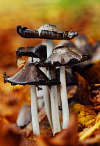 Common Ink Cap fungi (Coprinus atramentarius) deliquescing /caps dissolving into ink, amongst leaf litter. Southwest London, England, UK, October.
