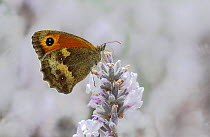 Hedge Brown / Gatekeeper butterfly (Pyronia tithonus) feeding from lavender. Surrey, England, UK. July.
