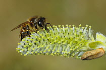 Honeybee (Apis mellifera) feeding from female Sallow / Goat willow catkin  (Salix caprea) Southwest London, England, UK, March.