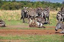 Grant's zebra (Equus burchelli granti) resting and taking a dust bath, Masai-Mara Game Reserve, Kenya