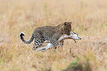 Leopard (Panthera pardus) female carrying a Thomson's gazelle, Masai-Mara Game Reserve, Kenya,